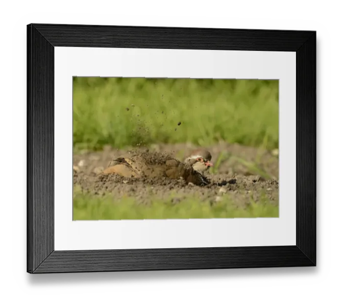 Framed Print : Red-legged Partridge (Alectoris rufa) adult, dustbathing, Oxfordshire, England, September Framed Print : Red-legged Partridge (Alectoris rufa) adult, dustbathing, Oxfordshire, England, September