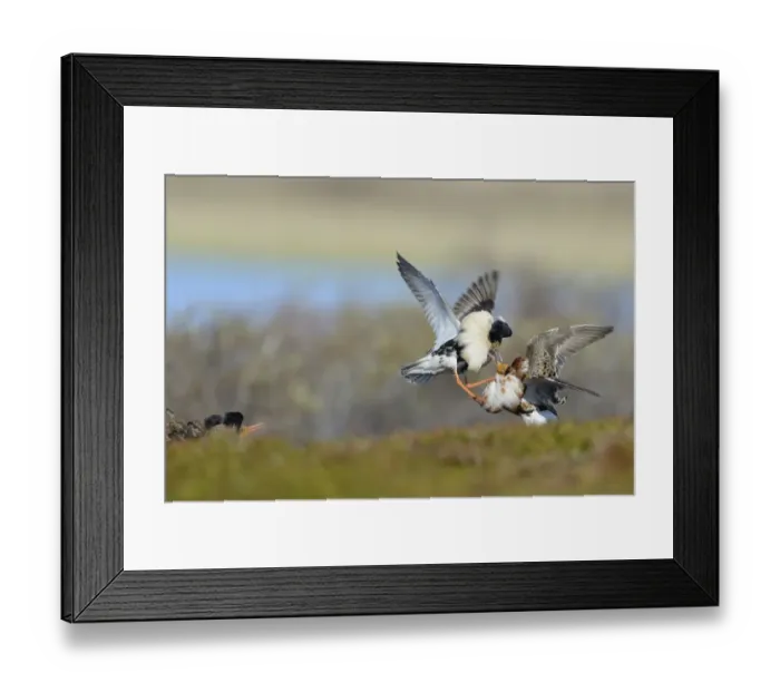 Framed Print : Ruff (Philomachus pugnax) adult males, breeding plumage, fighting at lek, Varanger Peninsula, Finnmark, Norway, May