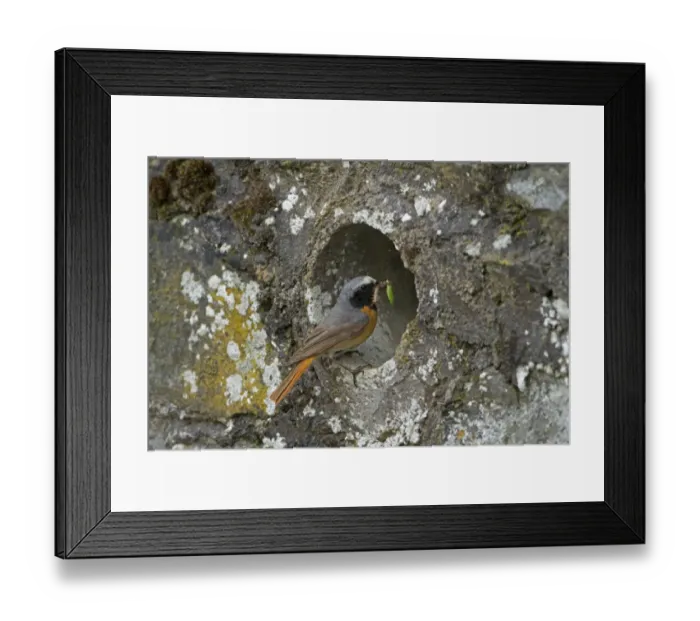 Framed Print : Common Redstart (Phoenicurus phoenicurus) adult male, carrying food to nest at drainage pipe in wall, Clwyd, Wales Framed Print : Common Redstart (Phoenicurus phoenicurus) adult male, carrying food to nest at drainage pipe in wall, Clwyd, Wales