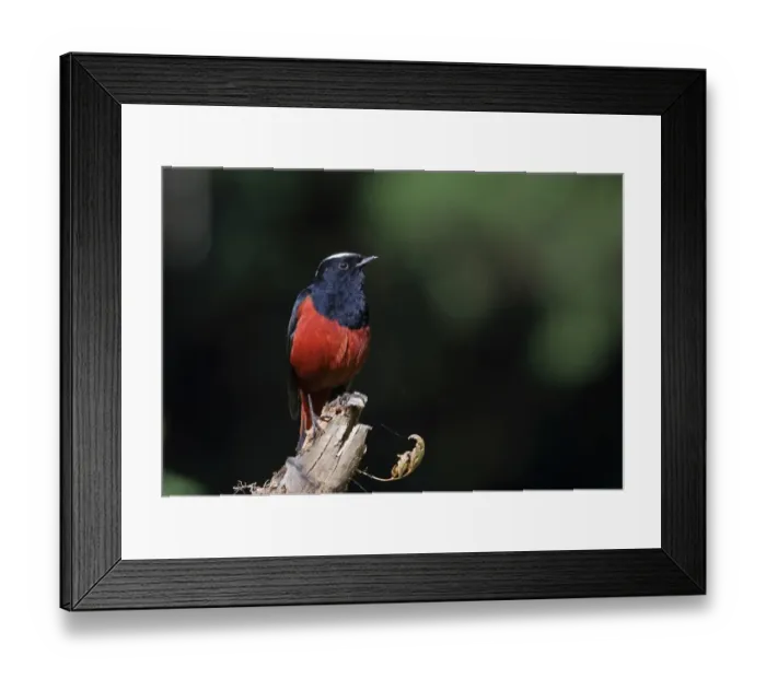 Framed Print : White-capped Water-redstart (Chaimarrornis leucocephalus) adult male, perched on snag, Doi Ang Khang