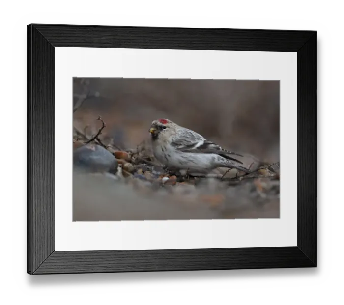 Framed Print : Hornemanns Arctic Redpoll (Carduelis hornemanni hornemanni) immature, first winter plumage, feeding on beach Framed Print : Hornemanns Arctic Redpoll (Carduelis hornemanni hornemanni) immature, first winter plumage, feeding on beach