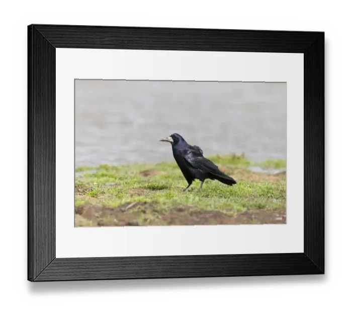 Framed Print : Rook (Corvus frugilegus) adult, standing at edge of water, Suffolk, England, May Framed Print : Rook (Corvus frugilegus) adult, standing at edge of water, Suffolk, England, May