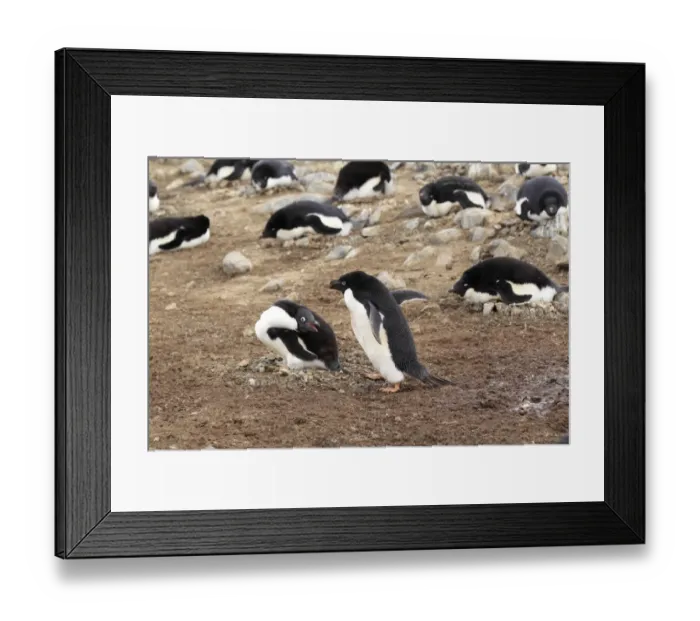 Framed Print : Adelie Penguin (Pygoscelis adeliae) adult pair, at nest in nesting colony, Devil Island, Weddell Sea, Antarctica Framed Print : Adelie Penguin (Pygoscelis adeliae) adult pair, at nest in nesting colony, Devil Island, Weddell Sea, Antarctica