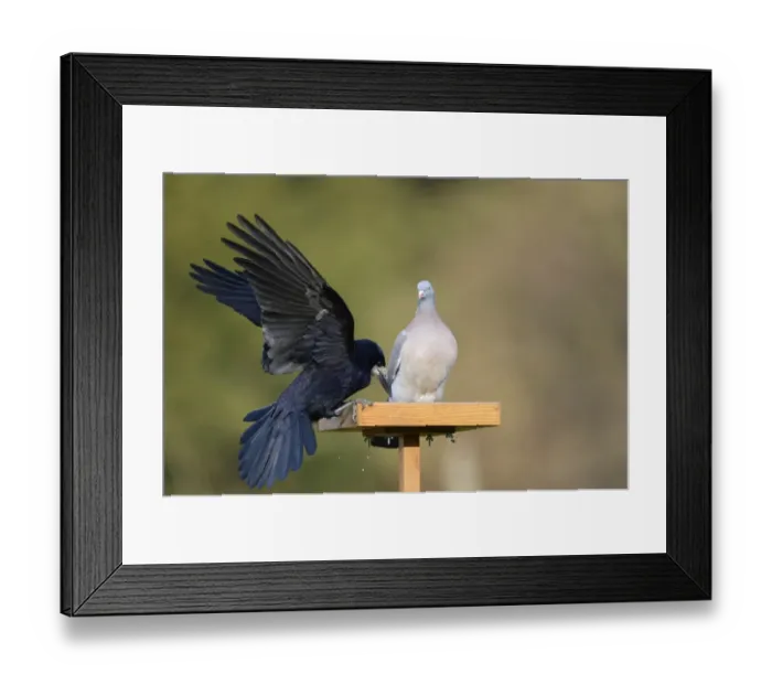 Framed Print : Rook (Corvus frugilegus) adult, with wings spread, facing Wood Pigeon (Columba palumbus) adult Framed Print : Rook (Corvus frugilegus) adult, with wings spread, facing Wood Pigeon (Columba palumbus) adult