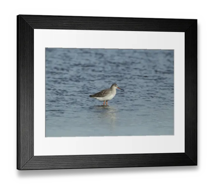 Framed Print : Spotted Redshank (Tringa erythropus) adult, winter plumage, standing in water, Brownsea Island, Poole Harbour, Dorset