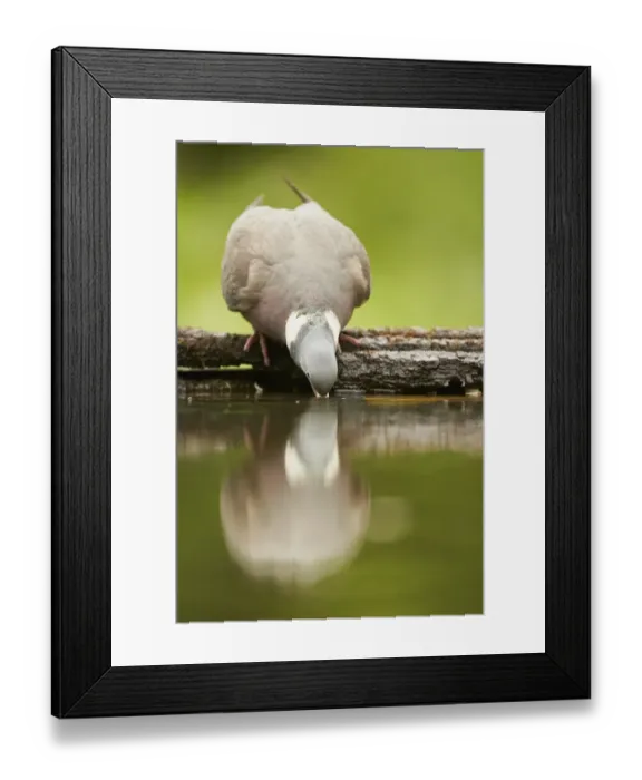 Framed Print : Wood Pigeon (Columba palumbus) adult, drinking at woodland pool with reflection, Hungary, May Framed Print : Wood Pigeon (Columba palumbus) adult, drinking at woodland pool with reflection, Hungary, May