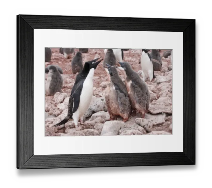 Framed Print : Adelie Penguin (Pygoscelis adeliae) adult with two chicks, begging in rookery, Paulet Island, Antarctic Peninsula Framed Print : Adelie Penguin (Pygoscelis adeliae) adult with two chicks, begging in rookery, Paulet Island, Antarctic Peninsula
