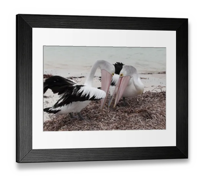 Framed Print : Australian Pelican (Pelecanus conspicillatus) adult pair, courtship bonding display, standing on beach Framed Print : Australian Pelican (Pelecanus conspicillatus) adult pair, courtship bonding display, standing on beach