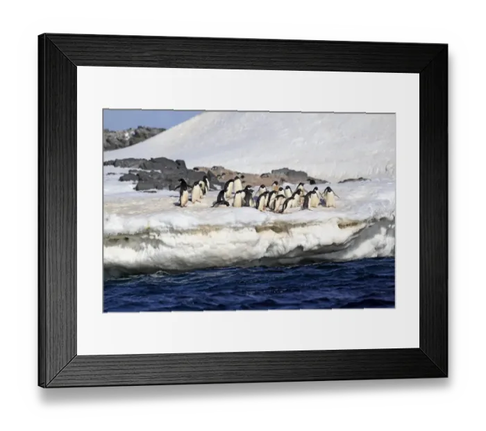 Framed Print : Adelie Penguin (Pygoscelis adeliae) adults, group standing on ice, Brown Bluff, Antarctic Peninsula, Antarctica Framed Print : Adelie Penguin (Pygoscelis adeliae) adults, group standing on ice, Brown Bluff, Antarctic Peninsula, Antarctica