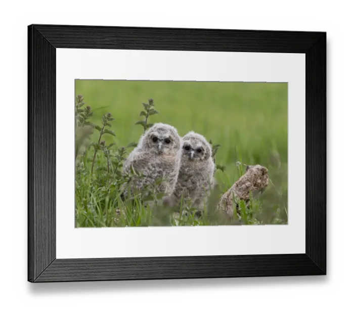 Framed Print : Tawny Owl (Strix aluco) two chicks, standing on log, Suffolk, England, May (captive)
