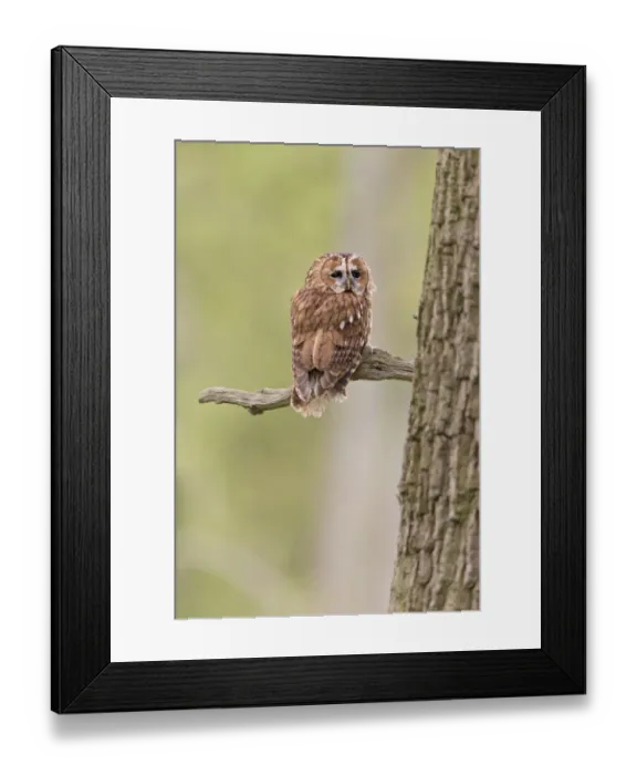 Framed Print : Tawny Owl (Strix aluco) adult, perched on branch, Suffolk, England, May (captive) Framed Print : Tawny Owl (Strix aluco) adult, perched on branch, Suffolk, England, May (captive)