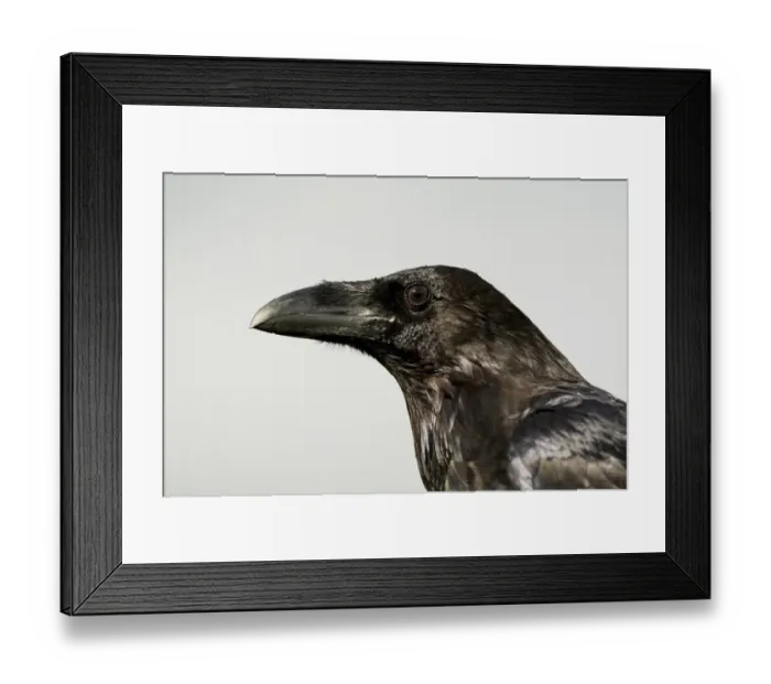 Framed Print : Common Raven (Corvus corax) adult, close-up of head, England, August (captive) Framed Print : Common Raven (Corvus corax) adult, close-up of head, England, August (captive)