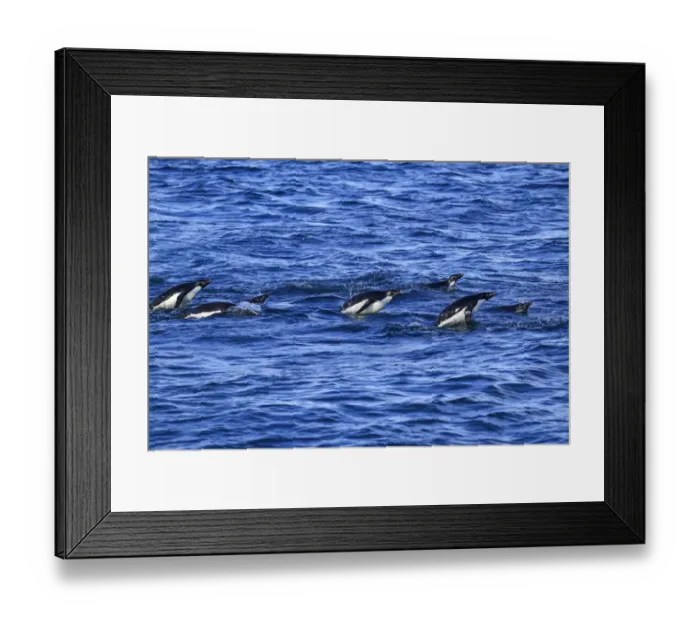 Framed Print : Adelie Penguin (Pygoscelis adeliae) adults, group swimming and porpoising, Brown Bluff, Antarctic Peninsula Framed Print : Adelie Penguin (Pygoscelis adeliae) adults, group swimming and porpoising, Brown Bluff, Antarctic Peninsula