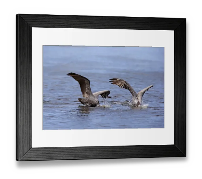 Framed Print : Brown Pelican (Pelecanus occidentalis) two adults, breeding plumage, in flight, plunge diving into sea for fish