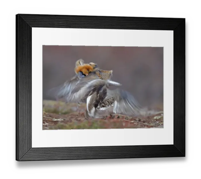 Framed Print : Ruff (Philomachus pugnax) two adult males, breeding plumage, territorial forms fighting at lek, blurred movement