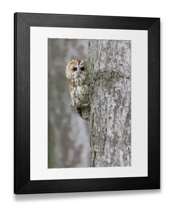 Framed Print : Tawny Owl (Strix aluco) adult, perched against pine trunk, England, August (captive) Framed Print : Tawny Owl (Strix aluco) adult, perched against pine trunk, England, August (captive)