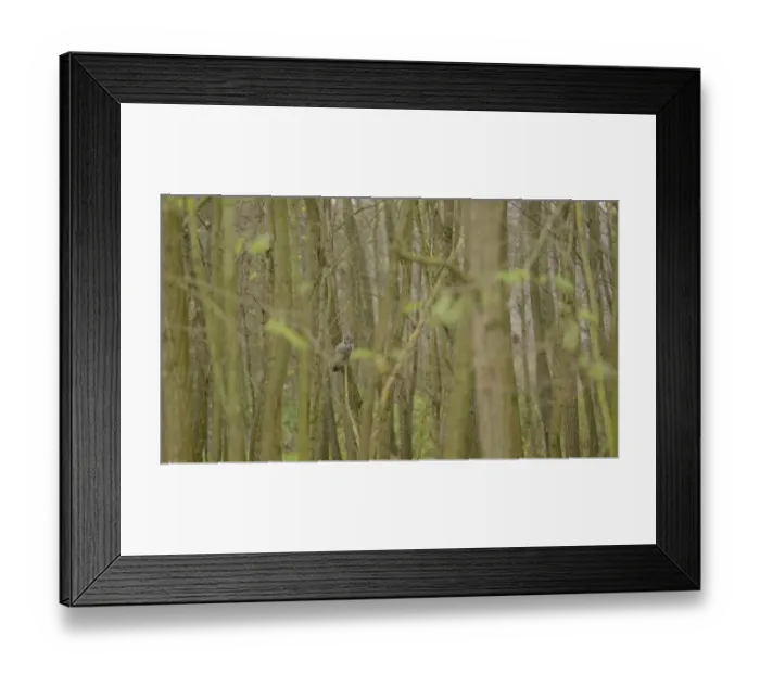 Framed Print : Ural Owl (Strix uralensis) adult, perched on branch in deciduous forest habitat, Hungary, November Framed Print : Ural Owl (Strix uralensis) adult, perched on branch in deciduous forest habitat, Hungary, November