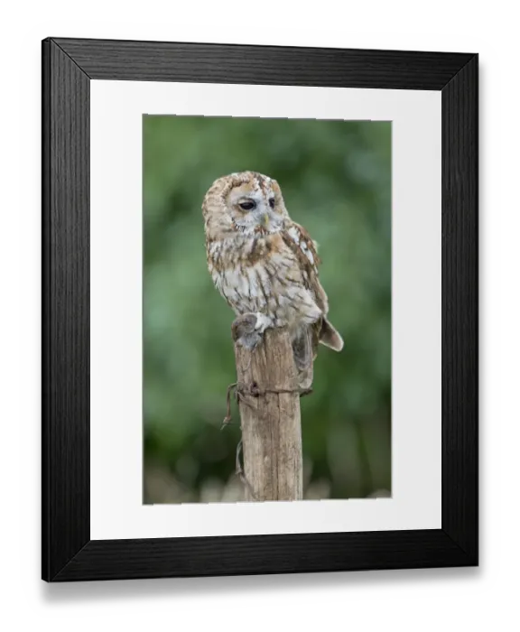 Framed Print : Tawny Owl (Strix aluco) adult, with Bank Vole (Clethrionomys glareolus) prey in talons, perched on fencepost, England Framed Print : Tawny Owl (Strix aluco) adult, with Bank Vole (Clethrionomys glareolus) prey in talons, perched on fencepost, England