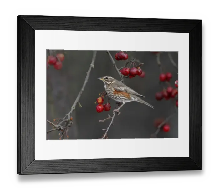 Framed Print : Fieldfare (Turdus pilaris) adult, feeding on crabapple fruit, Leicestershire, England, february