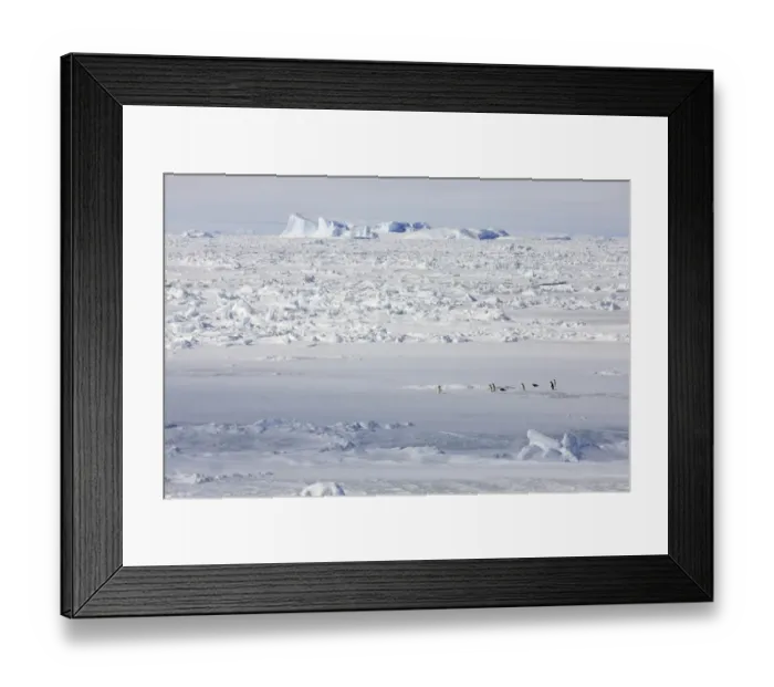 Framed Print : Adelie Penguin (Pygoscelis adeliae) adults, group on pack ice in habitat, Weddell Sea, Antarctica, December
