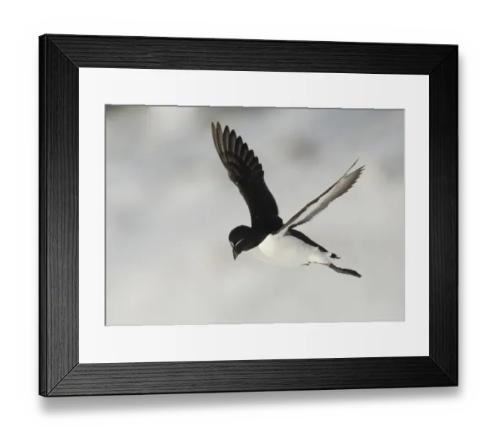 Framed Print : Razorbill (Alca torda) adult, breeding plumage, in flight over snow, Hornoi Island, Norway, March Framed Print : Razorbill (Alca torda) adult, breeding plumage, in flight over snow, Hornoi Island, Norway, March