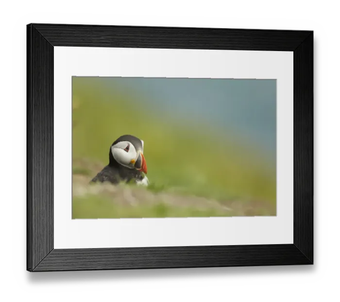 Framed Print : Atlantic Puffin (Fratercula arctica) adult, breeding plumage, emerging from burrow on clifftop, Pembrokeshire, Wales Framed Print : Atlantic Puffin (Fratercula arctica) adult, breeding plumage, emerging from burrow on clifftop, Pembrokeshire, Wales