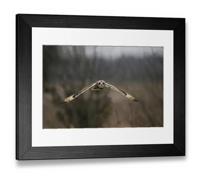 Framed Print : Short-eared Owl (Asio flammeus) adult, in flight, hovering over rough grassland, Norfolk, England, December Framed Print : Short-eared Owl (Asio flammeus) adult, in flight, hovering over rough grassland, Norfolk, England, December
