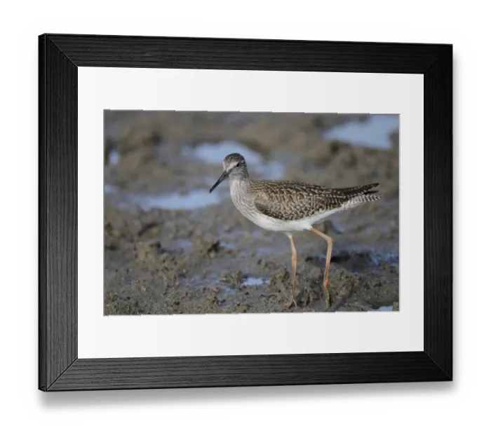 Framed Print : Common Redshank (Tringa totanus) juvenile, first winter plumage, walking on mud, Mai Po, New Territories, Hong Kong Framed Print : Common Redshank (Tringa totanus) juvenile, first winter plumage, walking on mud, Mai Po, New Territories, Hong Kong