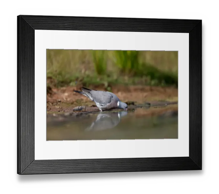 Framed Print : Wood Pigeon (Columba palumbus) adult, drinking, Warwickshire, England, July Framed Print : Wood Pigeon (Columba palumbus) adult, drinking, Warwickshire, England, July