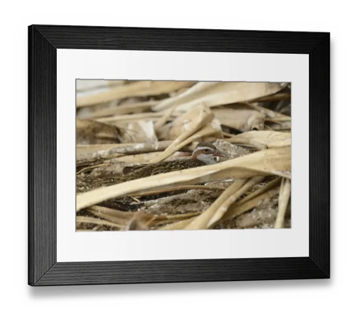 Framed Print : Buff-banded Rail (Gallirallus philippensis) adult, sitting amongst leaf litter, Queensland, Australia, November Framed Print : Buff-banded Rail (Gallirallus philippensis) adult, sitting amongst leaf litter, Queensland, Australia, November