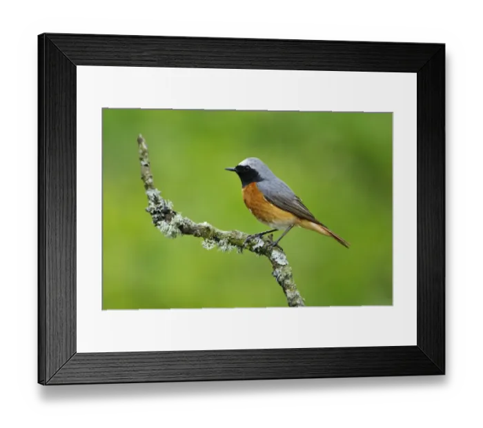 Framed Print : Common Redstart (Phoenicurus phoenicurus) adult male, perched on lichen covered twig, Gilfach Farm Nature Reserve Framed Print : Common Redstart (Phoenicurus phoenicurus) adult male, perched on lichen covered twig, Gilfach Farm Nature Reserve