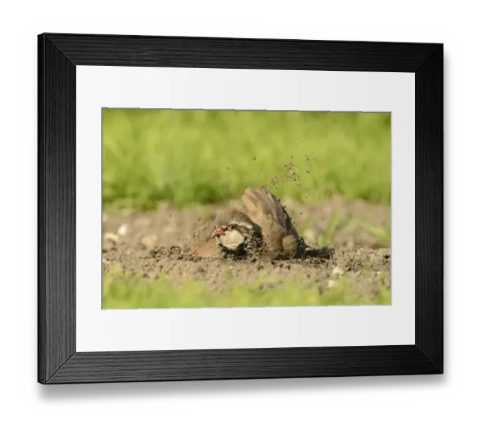 Framed Print : Red-legged Partridge (Alectoris rufa) adult, dustbathing, Oxfordshire, England, September Framed Print : Red-legged Partridge (Alectoris rufa) adult, dustbathing, Oxfordshire, England, September