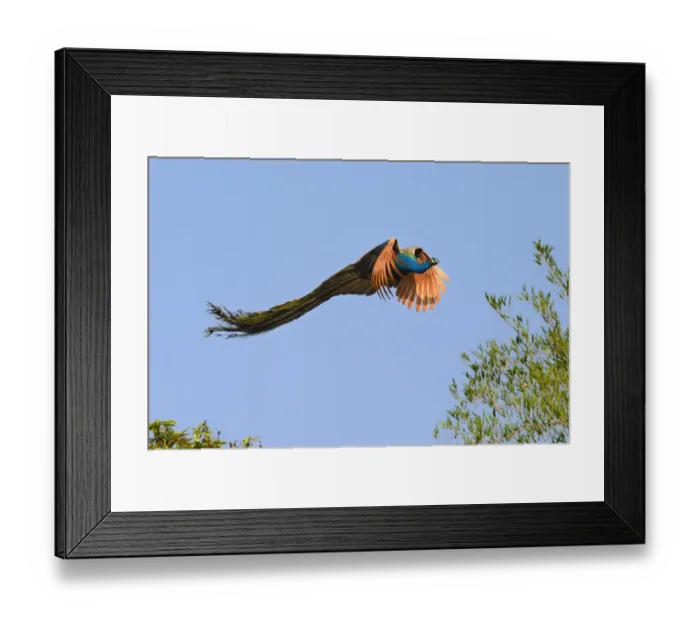 Framed Print : Indian Peafowl (Pavo cristatus) adult male, in flight, Ranganthittu Bird Sanctuary, Mandya District, Karnataka, India Framed Print : Indian Peafowl (Pavo cristatus) adult male, in flight, Ranganthittu Bird Sanctuary, Mandya District, Karnataka, India