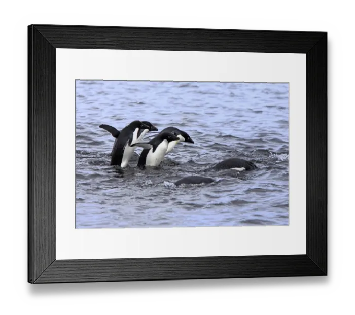 Framed Print : Adelie Penguin (Pygoscelis adeliae) adults, group entering water and swimming, Brown Bluff, Antarctic Peninsula Framed Print : Adelie Penguin (Pygoscelis adeliae) adults, group entering water and swimming, Brown Bluff, Antarctic Peninsula