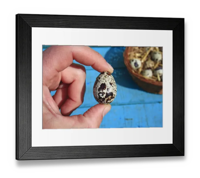 Framed Print : Common Quail (Coturnix coturnix) egg, held in hand beside basket, Suffolk, England, May Framed Print : Common Quail (Coturnix coturnix) egg, held in hand beside basket, Suffolk, England, May