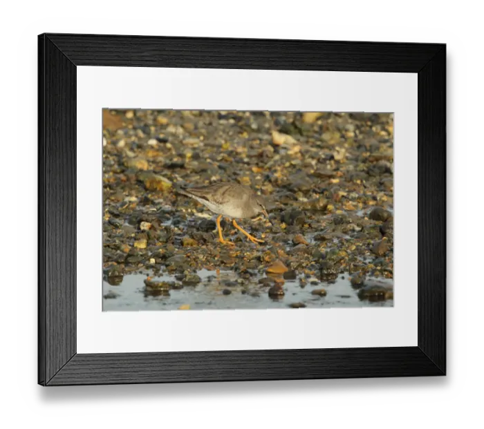Framed Print : Common Redshank (Tringa totanus) adult, non-breeding plumage, foraging on shingle beach, Keyhaven, Hampshire, England Framed Print : Common Redshank (Tringa totanus) adult, non-breeding plumage, foraging on shingle beach, Keyhaven, Hampshire, England