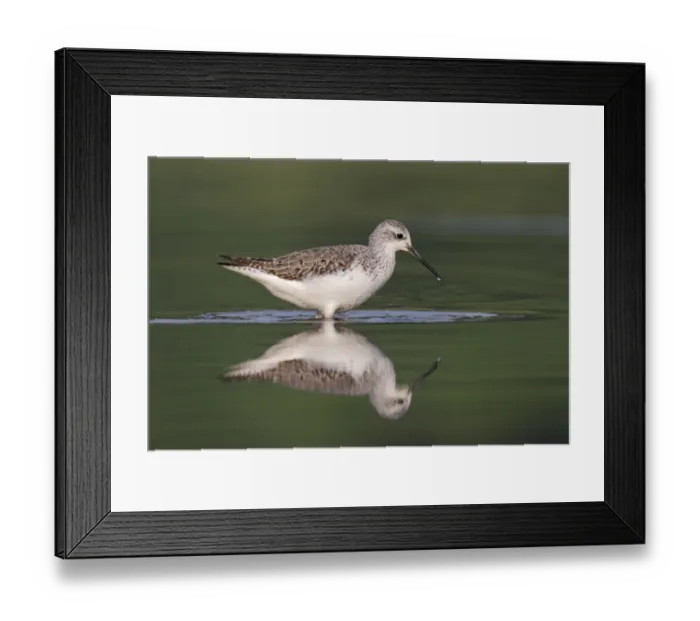 Framed Print : Marsh Sandpiper (Tringa stagnatilis) adult, non-breeding plumage, walking in water with reflection, Hong Kong, China Framed Print : Marsh Sandpiper (Tringa stagnatilis) adult, non-breeding plumage, walking in water with reflection, Hong Kong, China
