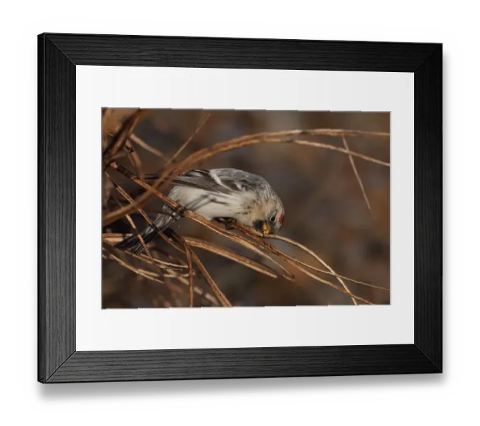 Framed Print : Hornemanns Arctic Redpoll (Carduelis hornemanni hornemanni) immature, first winter plumage, feeding on beach Framed Print : Hornemanns Arctic Redpoll (Carduelis hornemanni hornemanni) immature, first winter plumage, feeding on beach