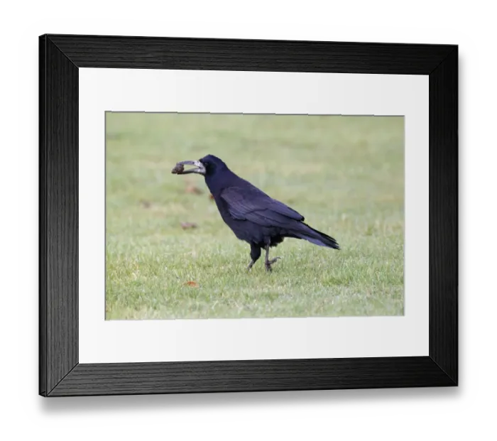 Framed Print : Rook (Corvus frugilegus) adult, with pine cone in beak, walking on grass, Highlands, Scotland, November Framed Print : Rook (Corvus frugilegus) adult, with pine cone in beak, walking on grass, Highlands, Scotland, November