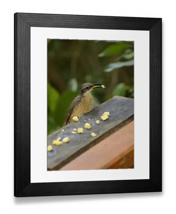 Framed Print : Magnificent Riflebird (Ptiloris magnificus) adult female, feeding on lumps of cheese at garden birdtable, Queensland Framed Print : Magnificent Riflebird (Ptiloris magnificus) adult female, feeding on lumps of cheese at garden birdtable, Queensland