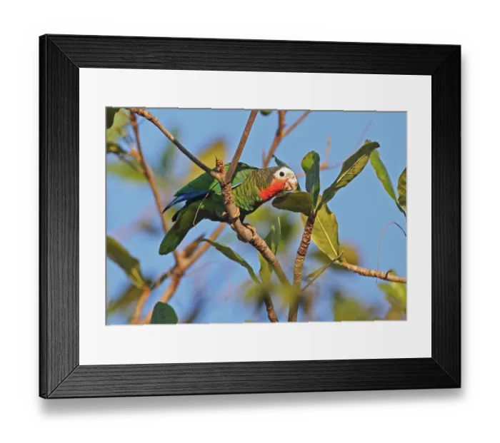 Framed Print : Cuban Parrot (Amazona leucocephala leucocephala) adult, perched on branch in tree, Zapata Peninsula, Matanzas Province Framed Print : Cuban Parrot (Amazona leucocephala leucocephala) adult, perched on branch in tree, Zapata Peninsula, Matanzas Province