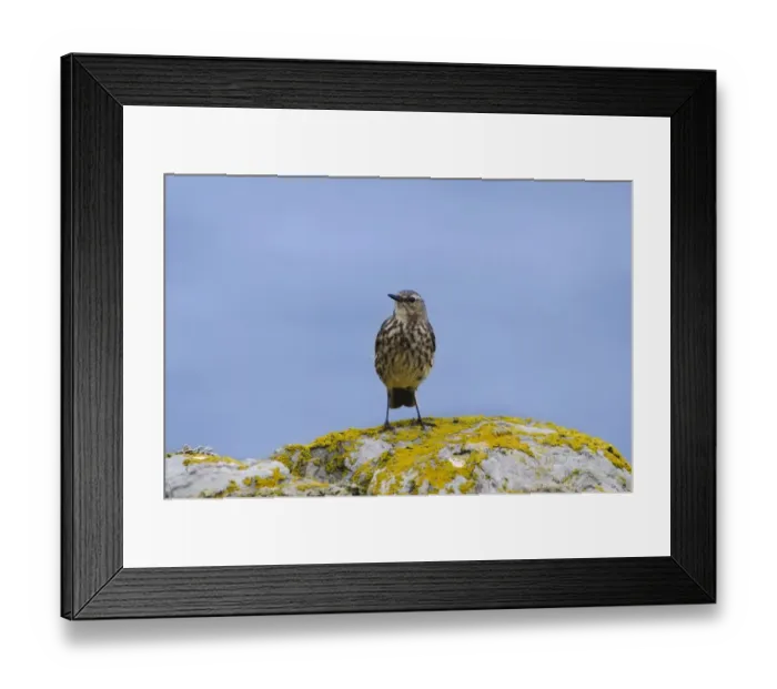 Framed Print : Rock Pipit (Anthus petrosus) adult, standing on lichen covered rocks, South Stack Cliffs RSPB Reserve, Anglesey, Wales Framed Print : Rock Pipit (Anthus petrosus) adult, standing on lichen covered rocks, South Stack Cliffs RSPB Reserve, Anglesey, Wales