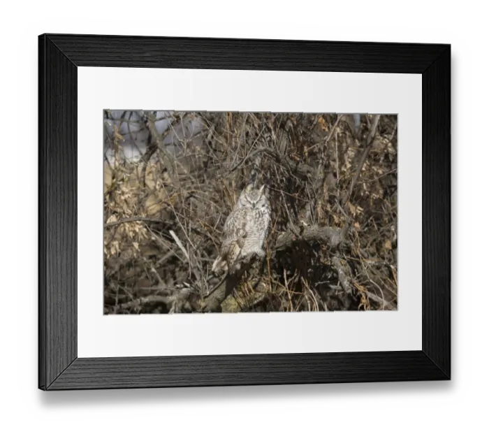 Framed Print : Great Horned Owl (Bubo virginianus) adult, sunning on branch, North Dakota, U. S. A. November Framed Print : Great Horned Owl (Bubo virginianus) adult, sunning on branch, North Dakota, U. S. A. November