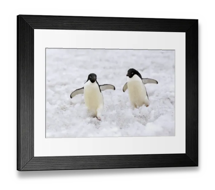 Framed Print : Adelie Penguin (Pygoscelis adeliae) two adults, walking on snow, Devil Island, Weddell Sea, Antarctica, December Framed Print : Adelie Penguin (Pygoscelis adeliae) two adults, walking on snow, Devil Island, Weddell Sea, Antarctica, December