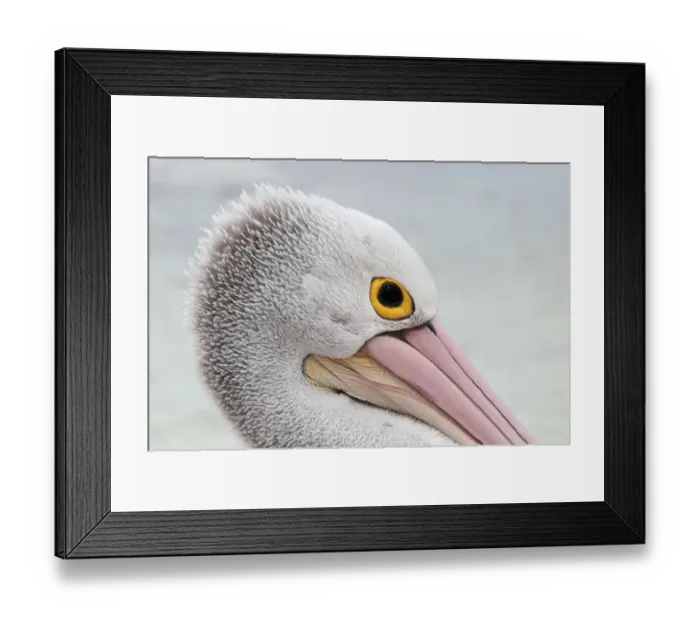 Framed Print : Australian Pelican (Pelecanus conspicillatus) adult, close-up of head, on beach, Western Australia, Australia, February Framed Print : Australian Pelican (Pelecanus conspicillatus) adult, close-up of head, on beach, Western Australia, Australia, February
