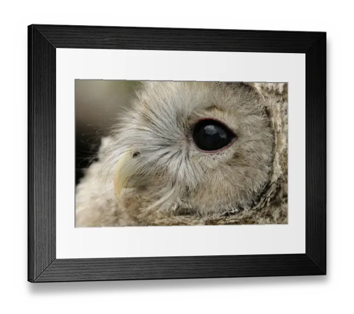 Framed Print : Ural Owl (Strix uralensis) chick, close-up of head (captive) Framed Print : Ural Owl (Strix uralensis) chick, close-up of head (captive)