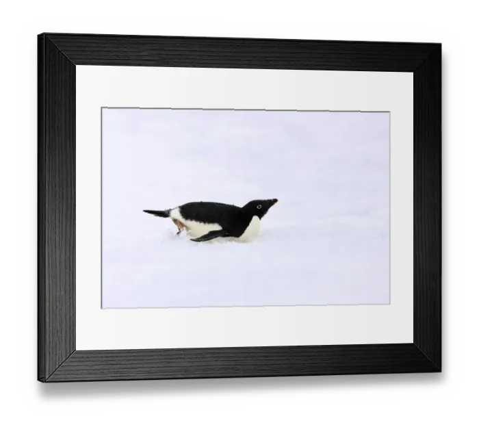 Framed Print : Adelie Penguin (Pygoscelis adeliae) adult, tobogganing on snow, Devil Island, Weddell Sea, Antarctica, November Framed Print : Adelie Penguin (Pygoscelis adeliae) adult, tobogganing on snow, Devil Island, Weddell Sea, Antarctica, November
