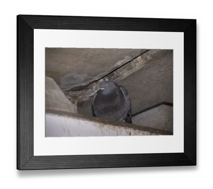 Framed Print : Feral Pigeon (Columba livia) adult, roosting under bridge, Regents Canal, Islington, Inner London, England, March Framed Print : Feral Pigeon (Columba livia) adult, roosting under bridge, Regents Canal, Islington, Inner London, England, March