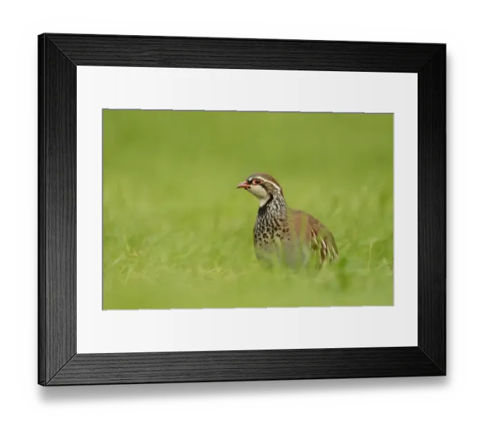 Framed Print : Red-legged Partridge (Alectoris rufa) adult, standing in grass, Oxfordshire, England, September Framed Print : Red-legged Partridge (Alectoris rufa) adult, standing in grass, Oxfordshire, England, September
