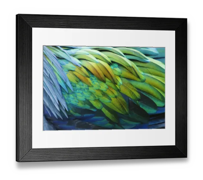 Framed Print : Nicobar Pigeon (Caloenas nicobarica) adult, close-up of feathers, Durrell Wildlife Park (Jersey Zoo)